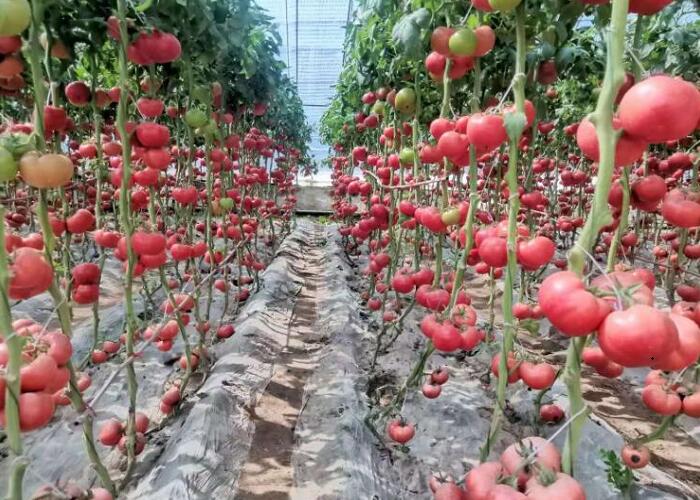 番茄种植基地