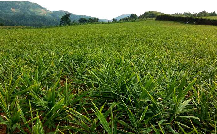 小黄姜种植基地