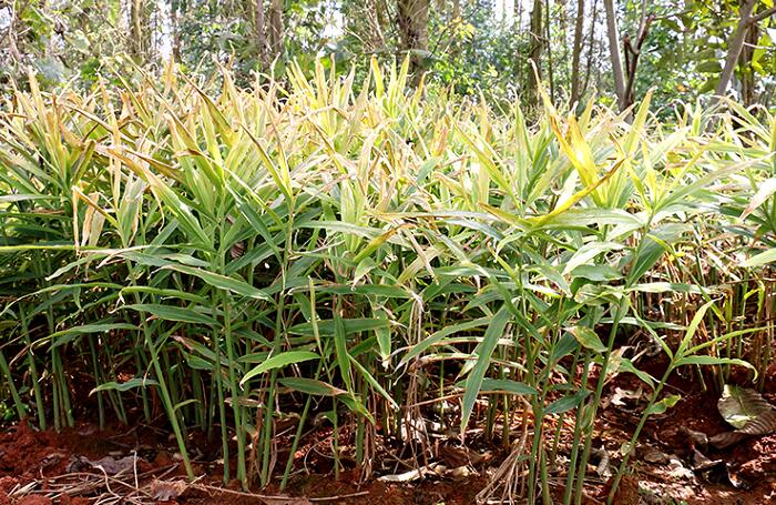 小黄姜种植基地