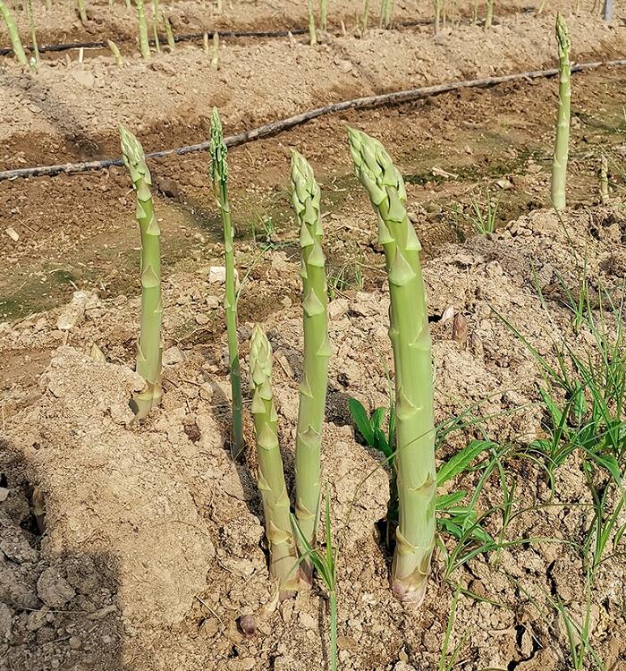 芦笋种植基地