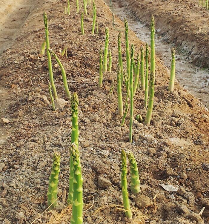 芦笋种植基地