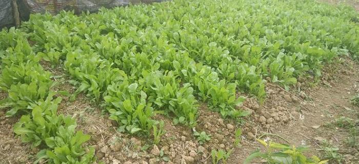 苦麦菜种植基地