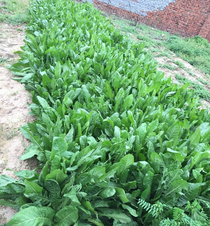 苦麦菜种植基地