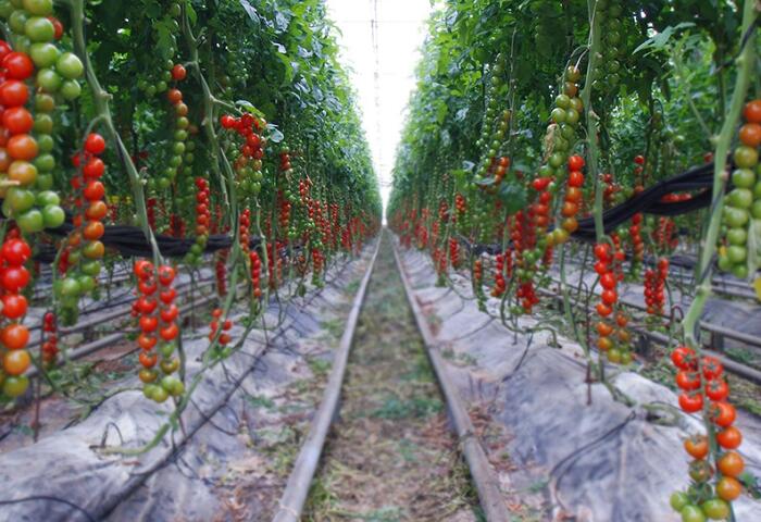 圣女果种植基地