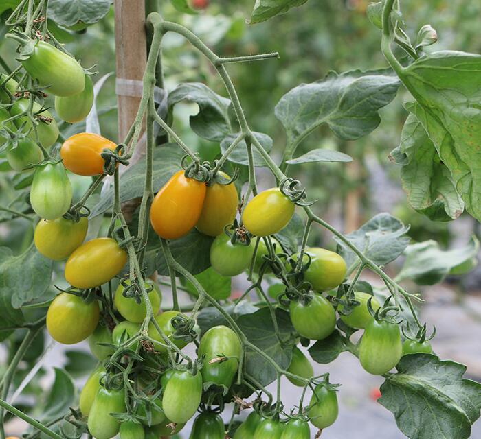 圣女果种植基地