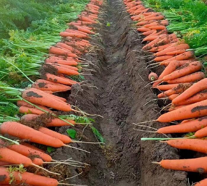 红萝卜种植基地