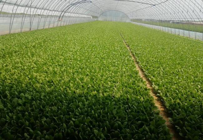 菠菜种植基地