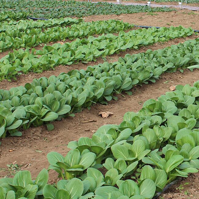 小白菜种植基地