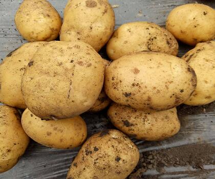 土豆/马铃薯
